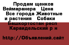 Продам щенков Веймаранера › Цена ­ 30 - Все города Животные и растения » Собаки   . Башкортостан респ.,Караидельский р-н